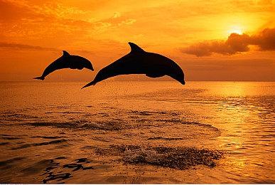 传闻《战争机器6》将于今年夏天公布