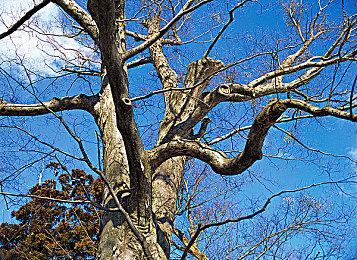 《AVARIS3》steam页面上线 最多上万军队混战RTS